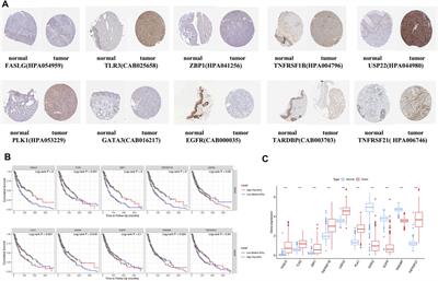 A Novel Necroptosis-Related Gene Signature in Skin Cutaneous Melanoma Prognosis and Tumor Microenvironment